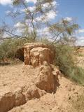 haloxylon persicum